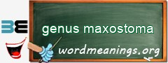 WordMeaning blackboard for genus maxostoma